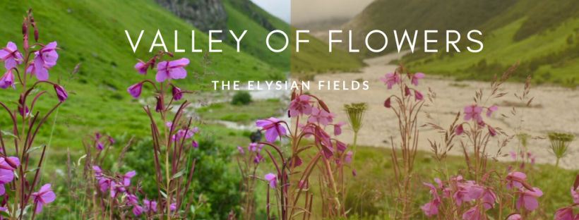 Photo of Valley Of Flowers by swati kurra
