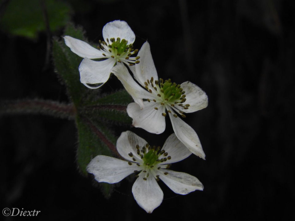 Photo of Valley of Flowers National Park, Uttarakhand, India by swati kurra
