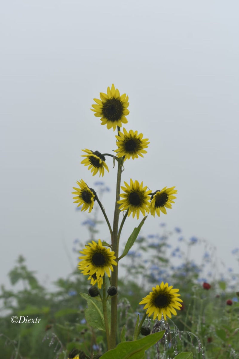Photo of Valley of Flowers National Park, Uttarakhand, India by swati kurra