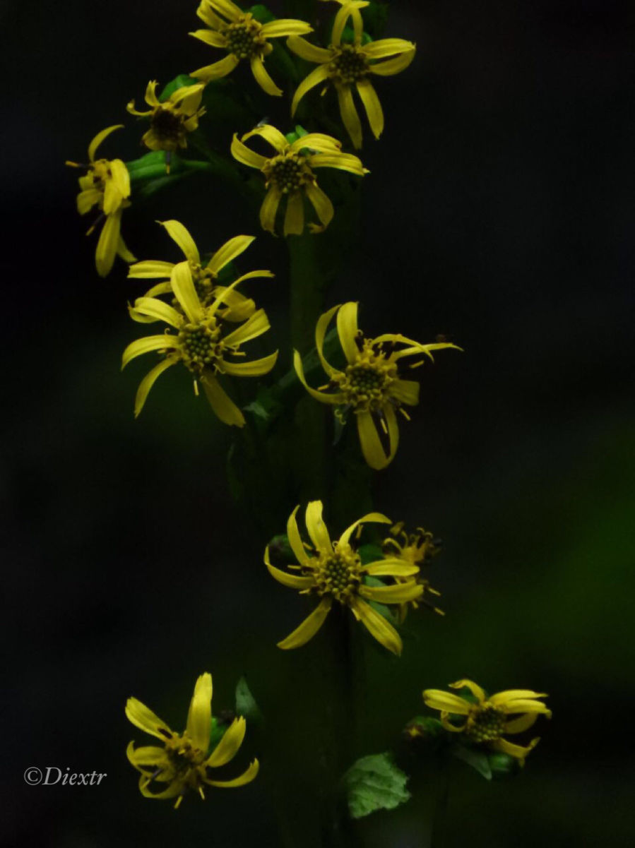 Photo of Valley of Flowers National Park, Uttarakhand, India by swati kurra