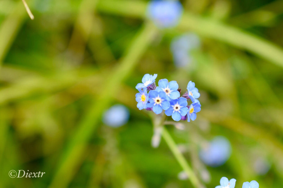 Photo of Valley of Flowers National Park, Uttarakhand, India by swati kurra