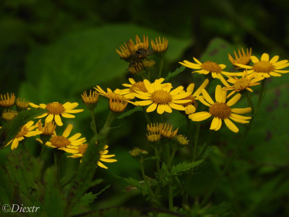 Photo of Valley of Flowers National Park, Uttarakhand, India by swati kurra