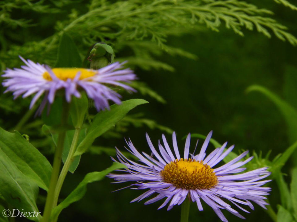 Photo of Valley of Flowers National Park, Uttarakhand, India by swati kurra