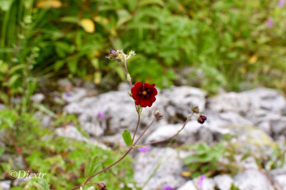 Photo of Valley of Flowers National Park, Uttarakhand, India by swati kurra