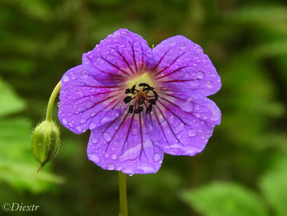 Photo of Valley of Flowers National Park, Uttarakhand, India by swati kurra