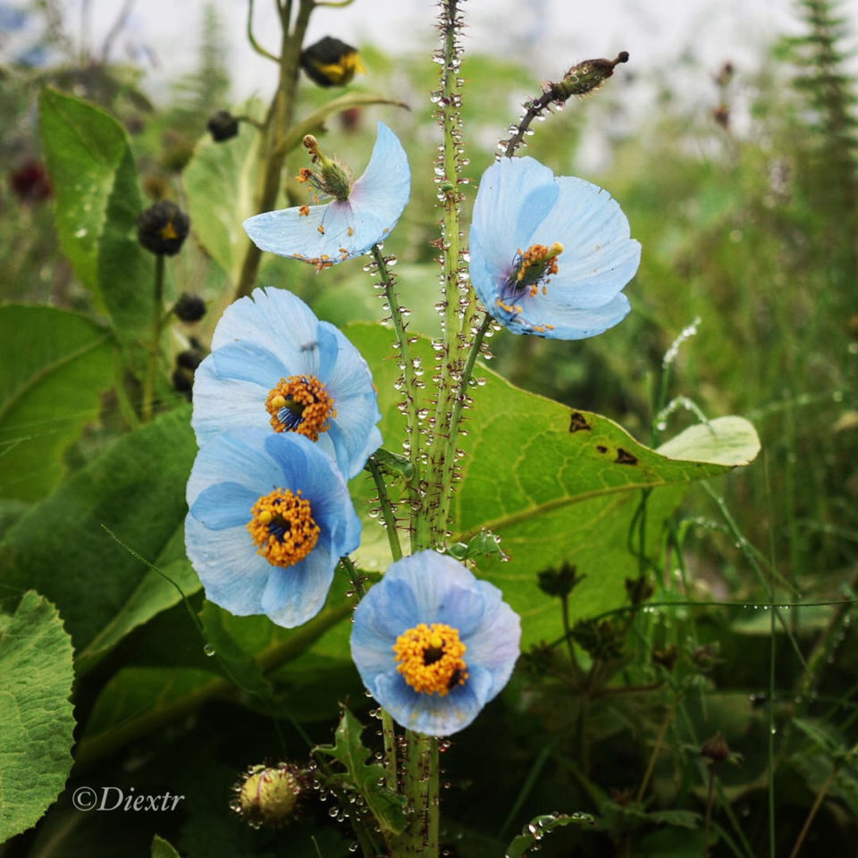 Photo of Valley of Flowers National Park, Uttarakhand, India by swati kurra
