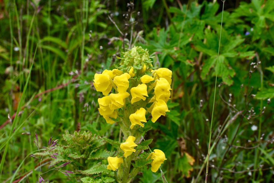 Photo of Valley of Flowers National Park, Uttarakhand, India by swati kurra