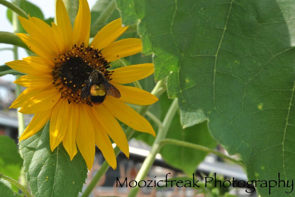 Photo of by Heena Shah