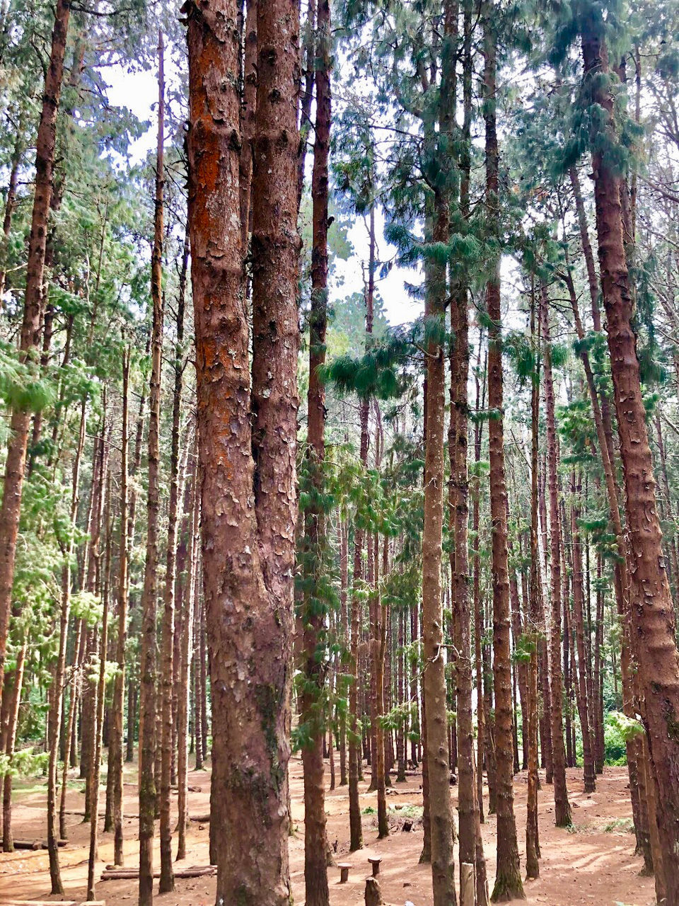 Photo of Ooty, Tamil Nadu, India by Adwita Pant