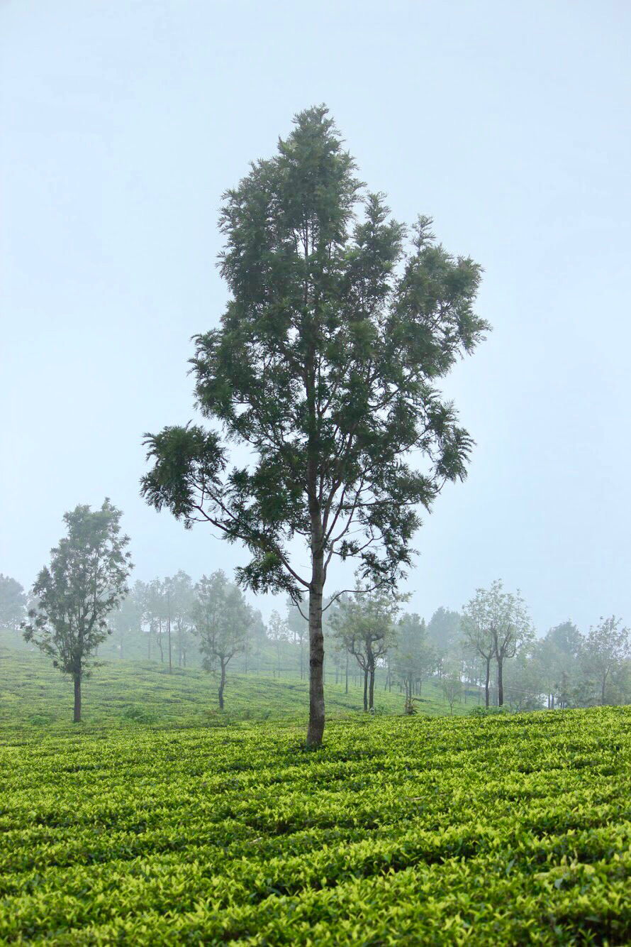 Photo of Ooty, Tamil Nadu, India by Adwita Pant