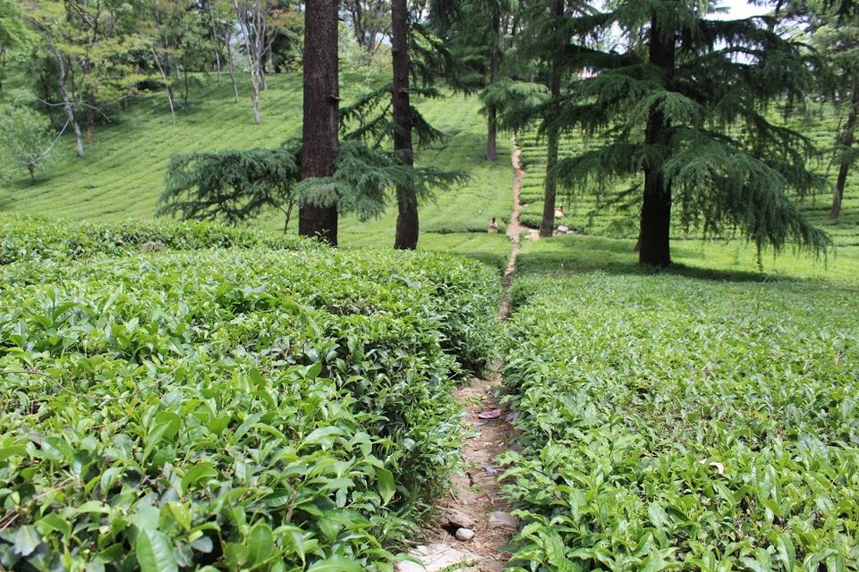 Photo of Palampur, Himachal Pradesh, India by Komal Popli