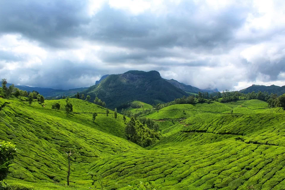 Photo of Munnar, Kerala, India by Komal Popli