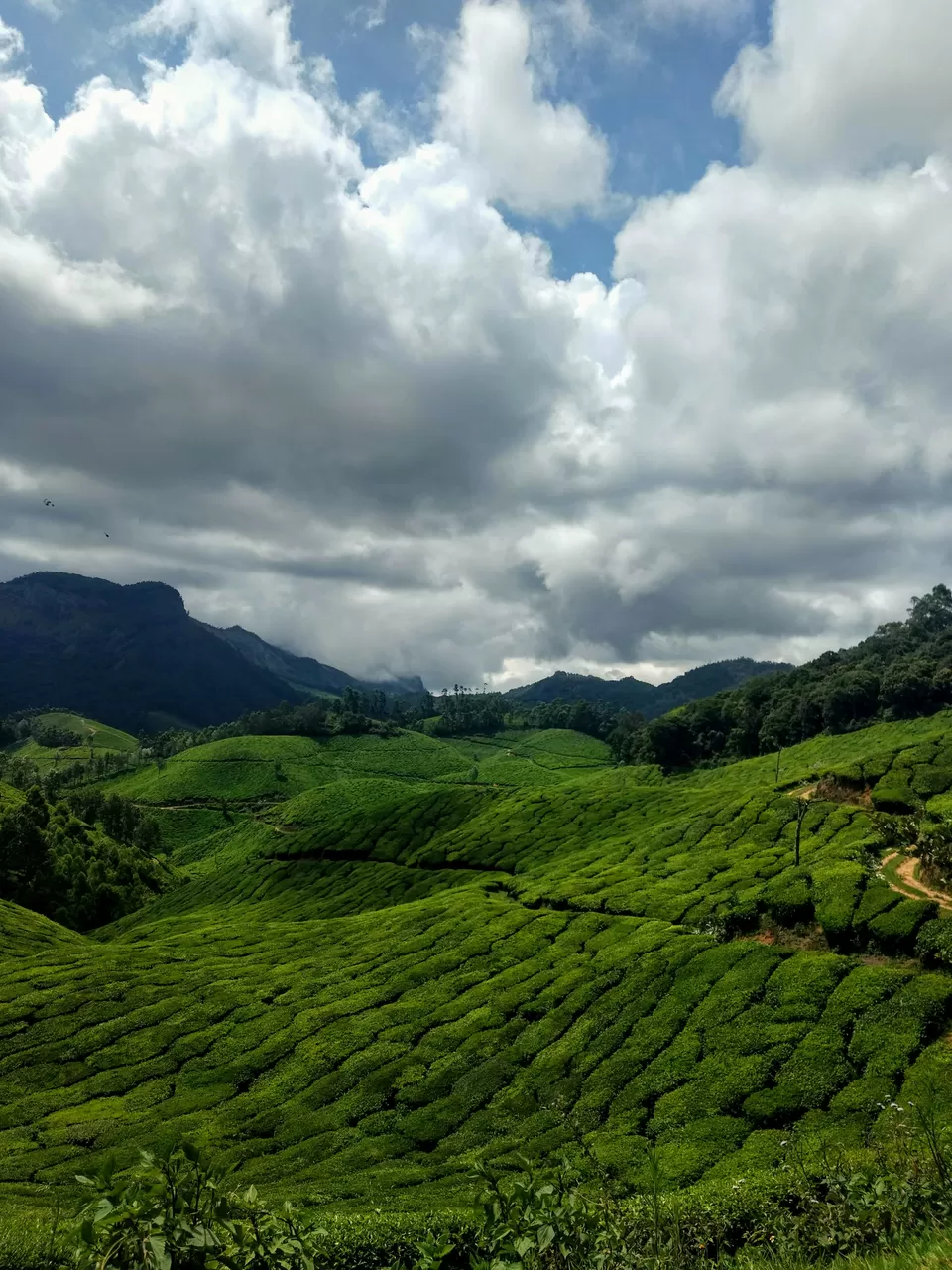 Photo of Munnar, Kerala, India by Komal Popli
