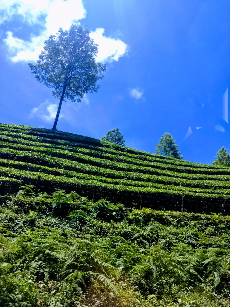 Photo of Munnar, Kerala, India by Komal Popli