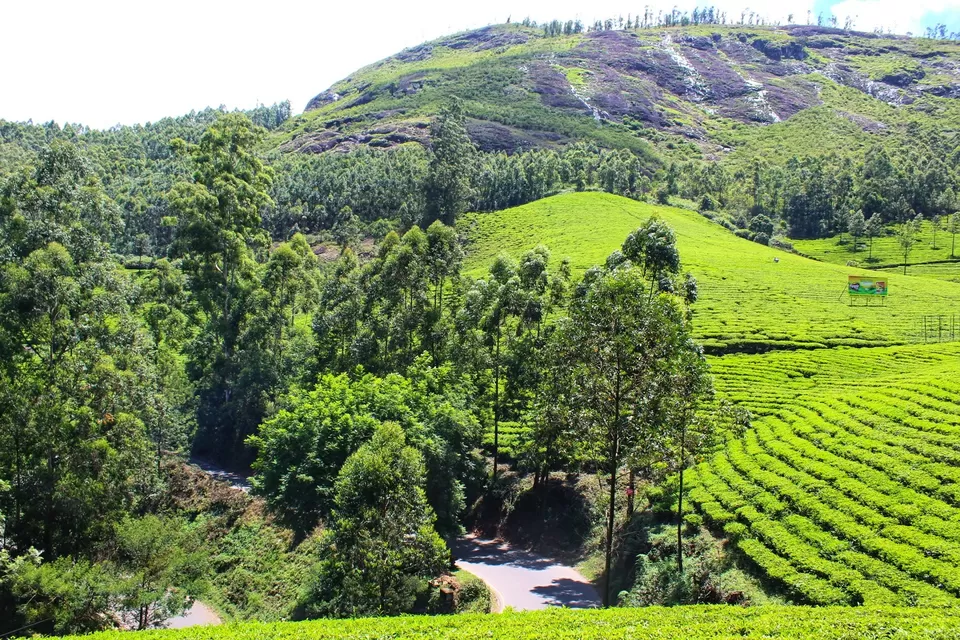 Photo of Munnar, Kerala, India by Komal Popli