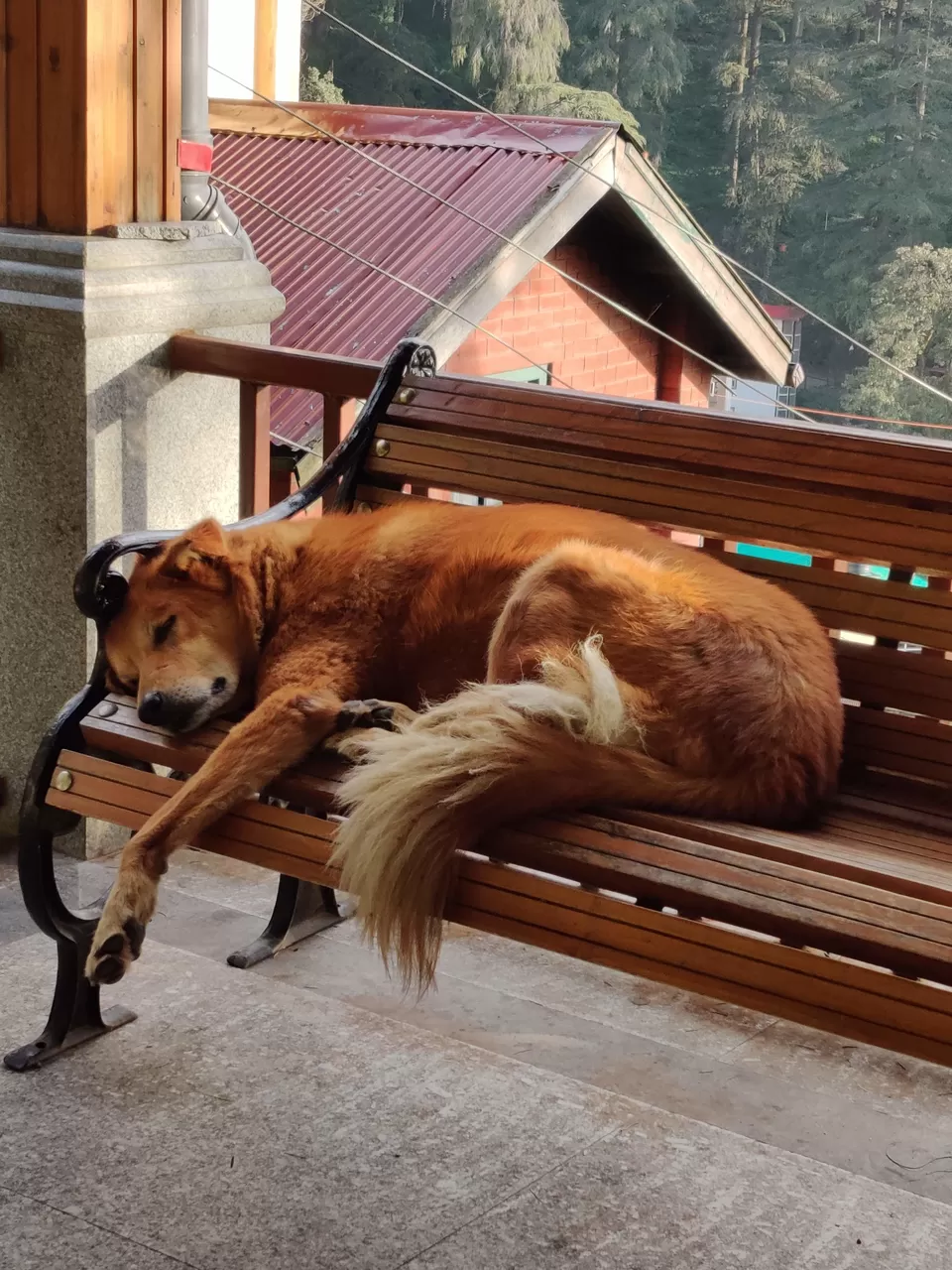 Photo of Shimla, Himachal Pradesh, India by Komal Popli