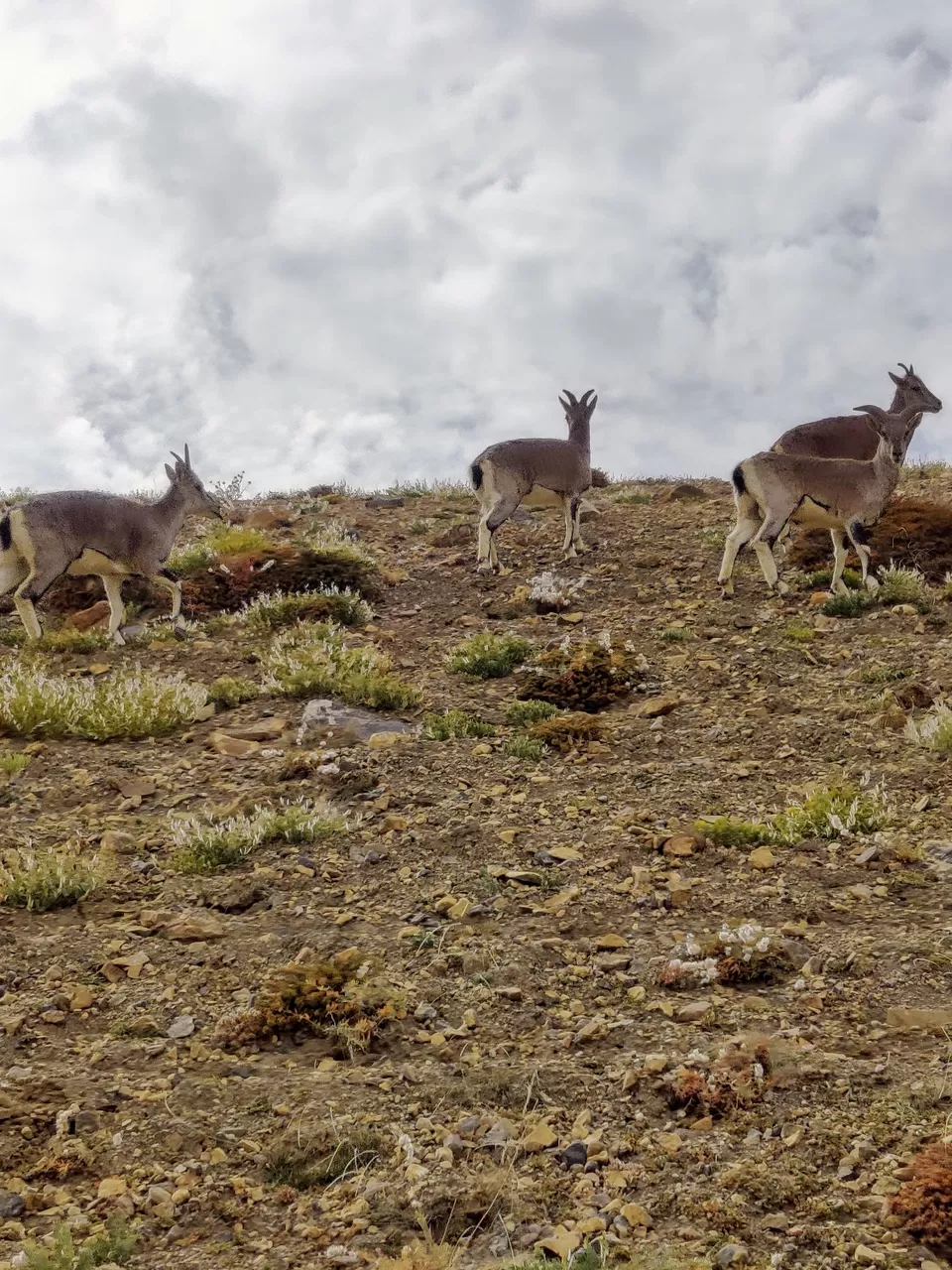 Photo of Spiti Valley, Marango Rangarik, Himachal Pradesh by Komal Popli