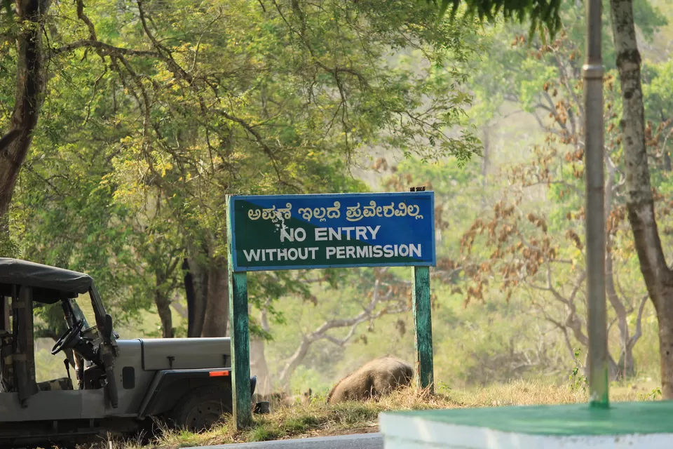 Photo of Bandipur National Park, Bandipur, Karnataka, India by Saurabh Patni