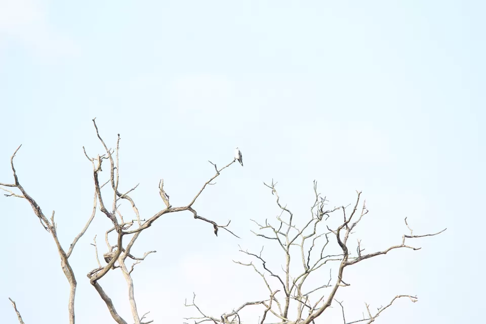 Photo of Bandipur National Park, Bandipur, Karnataka, India by Saurabh Patni