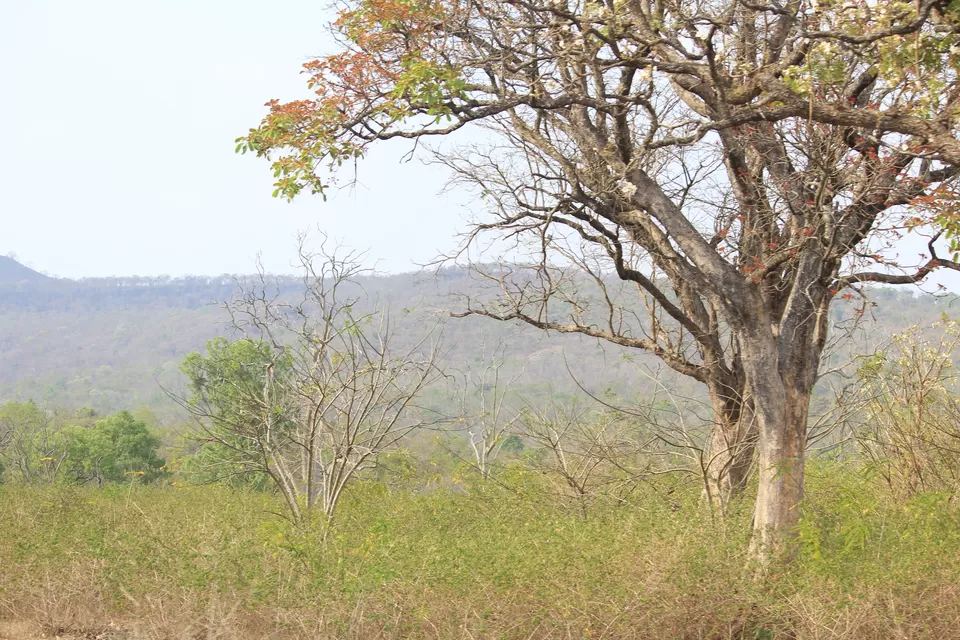 Photo of Bandipur National Park, Bandipur, Karnataka, India by Saurabh Patni