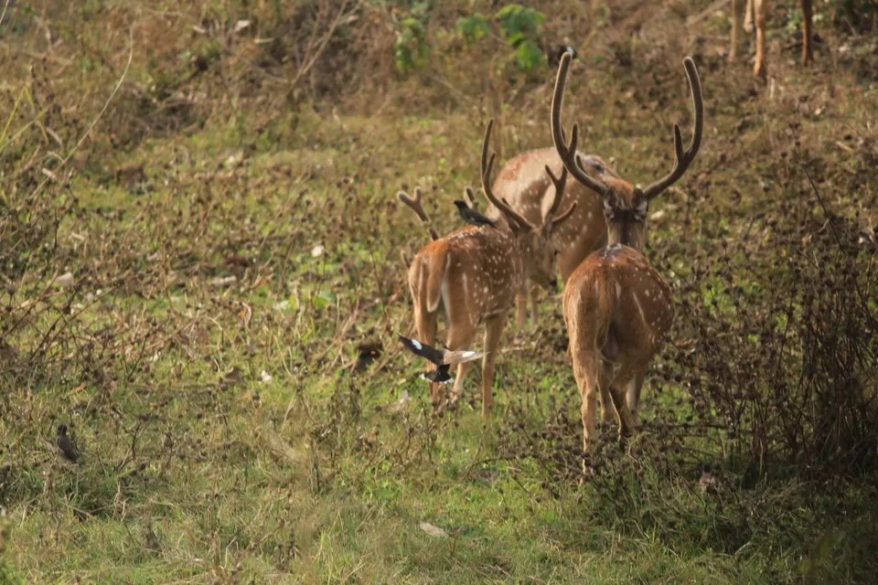 Photo of Bandipur National Park, Bandipur, Karnataka, India by Saurabh Patni