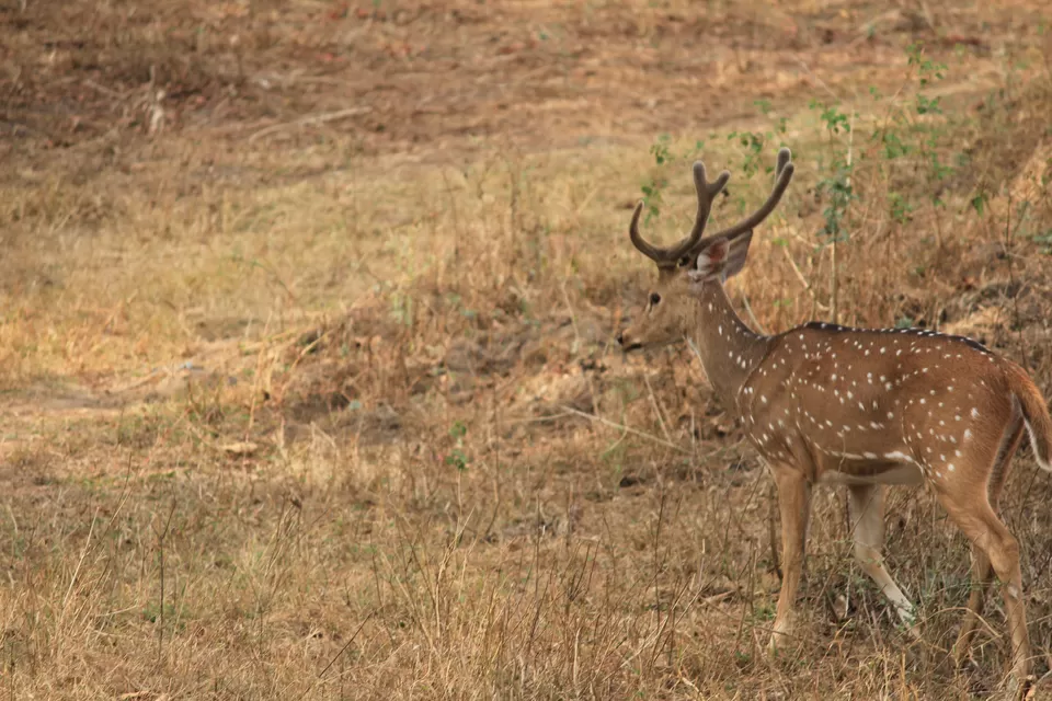 Photo of Bandipur National Park, Bandipur, Karnataka, India by Saurabh Patni