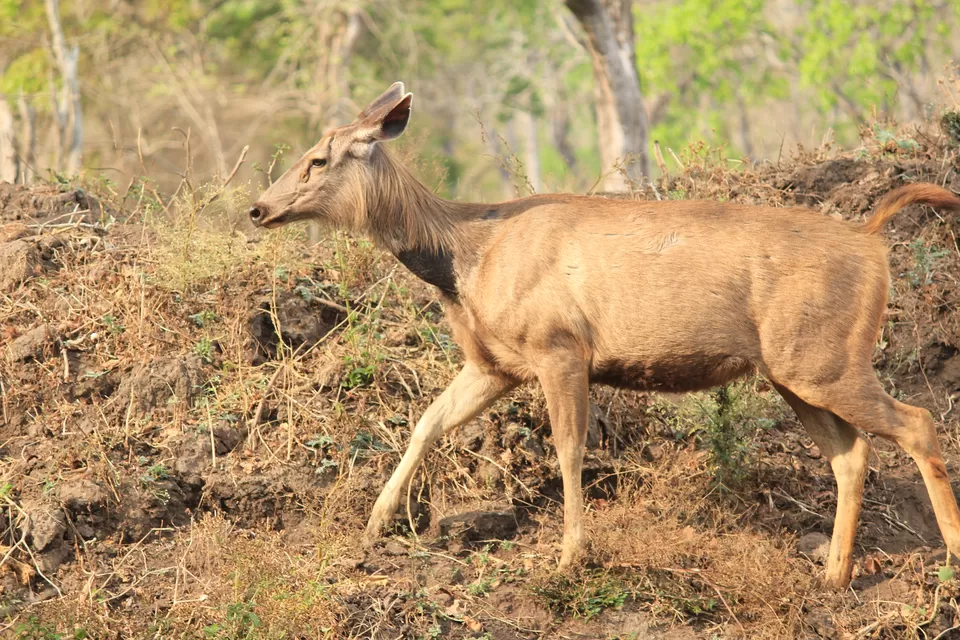 Photo of Bandipur National Park, Bandipur, Karnataka, India by Saurabh Patni