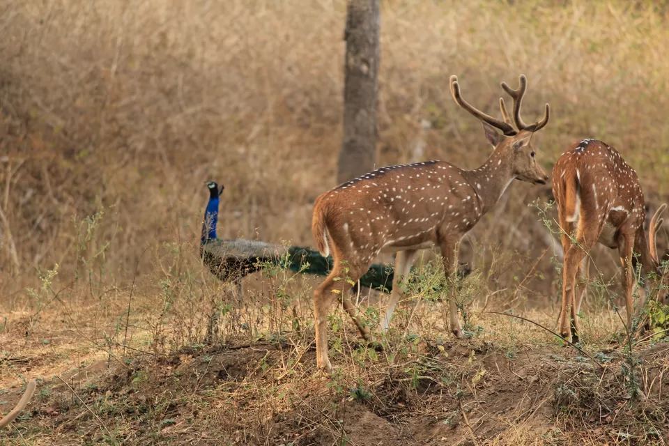 Photo of Bandipur National Park, Bandipur, Karnataka, India by Saurabh Patni
