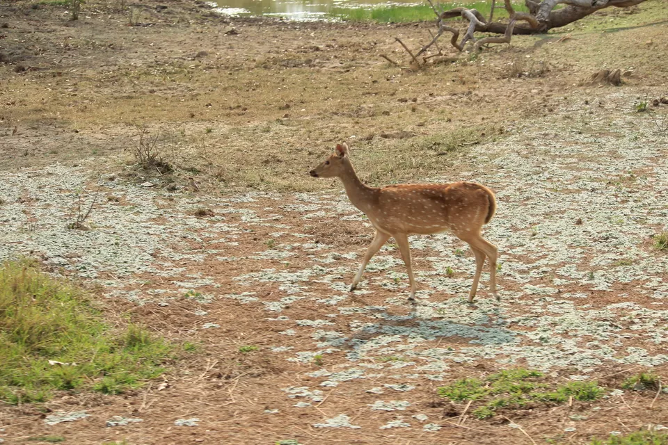 Photo of Bandipur National Park, Bandipur, Karnataka, India by Saurabh Patni