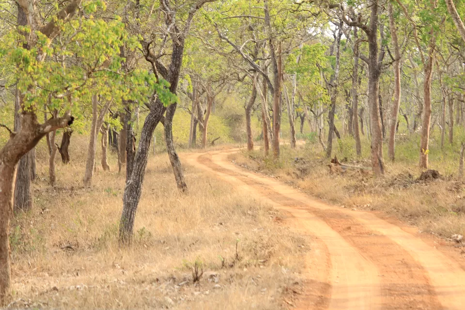 Photo of Bandipur National Park, Bandipur, Karnataka, India by Saurabh Patni