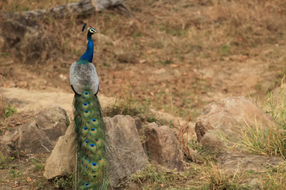 Photo of Bandipur National Park, Bandipur, Karnataka, India by Saurabh Patni