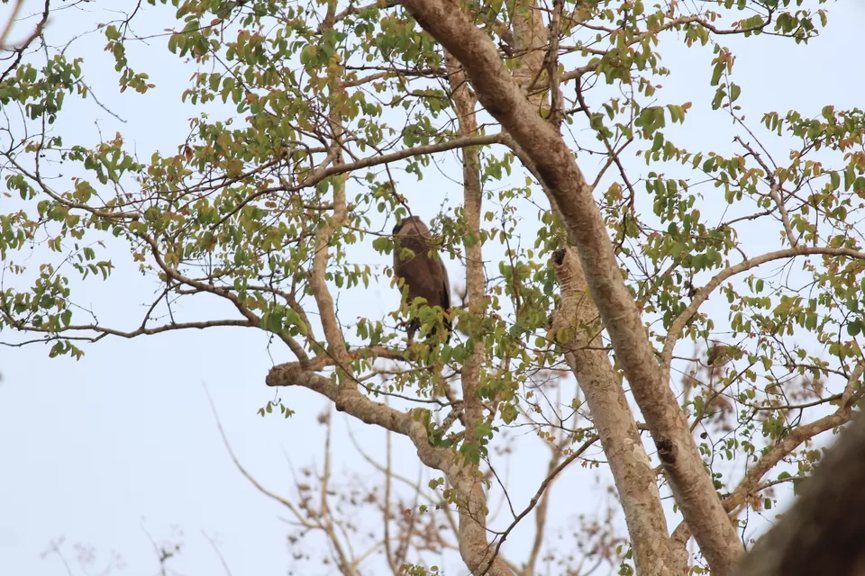 Photo of Bandipur National Park, Bandipur, Karnataka, India by Saurabh Patni