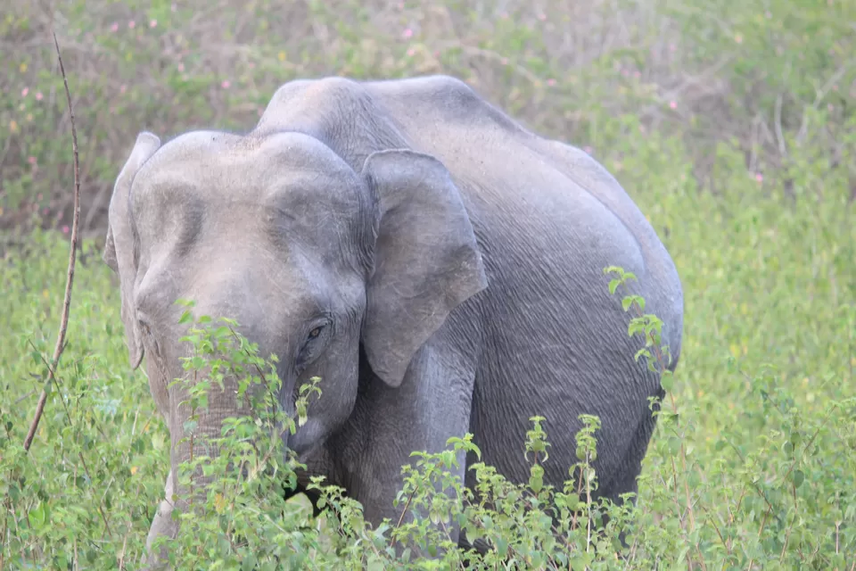 Photo of Bandipur National Park, Bandipur, Karnataka, India by Saurabh Patni