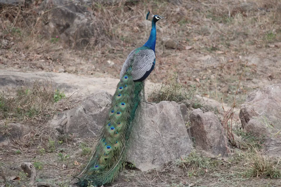 Photo of Bandipur National Park, Bandipur, Karnataka, India by Saurabh Patni