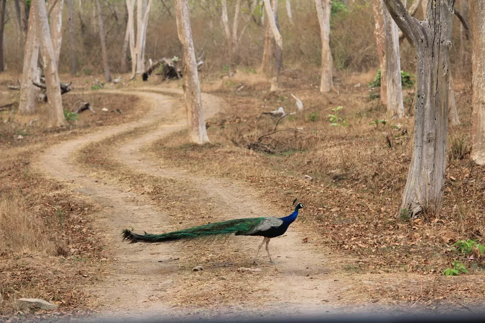 Photo of Bandipur National Park, Bandipur, Karnataka, India by Saurabh Patni