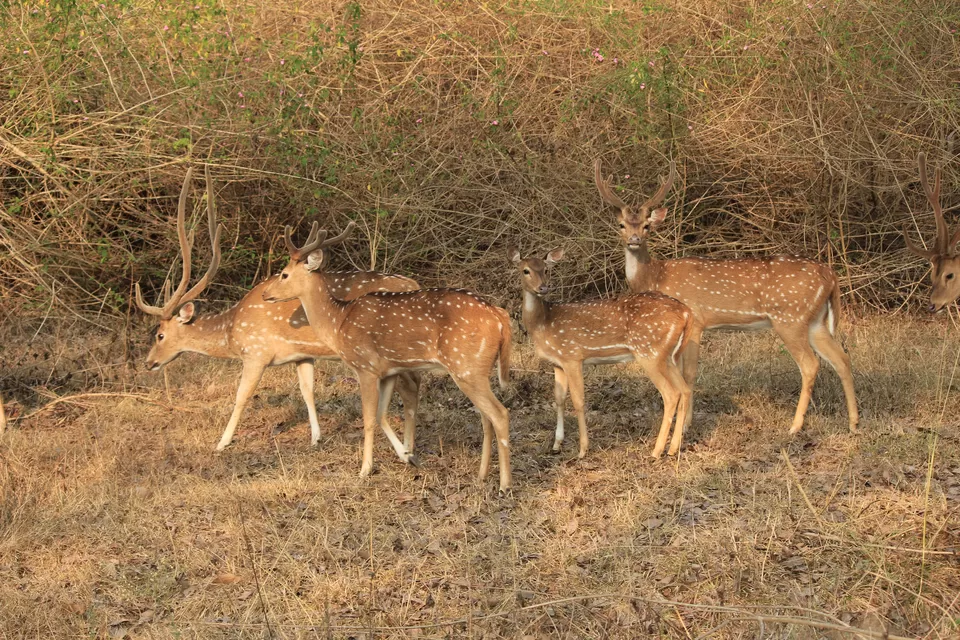 Photo of Bandipur National Park, Bandipur, Karnataka, India by Saurabh Patni