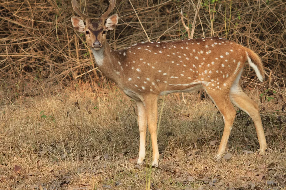 Photo of Bandipur National Park, Bandipur, Karnataka, India by Saurabh Patni