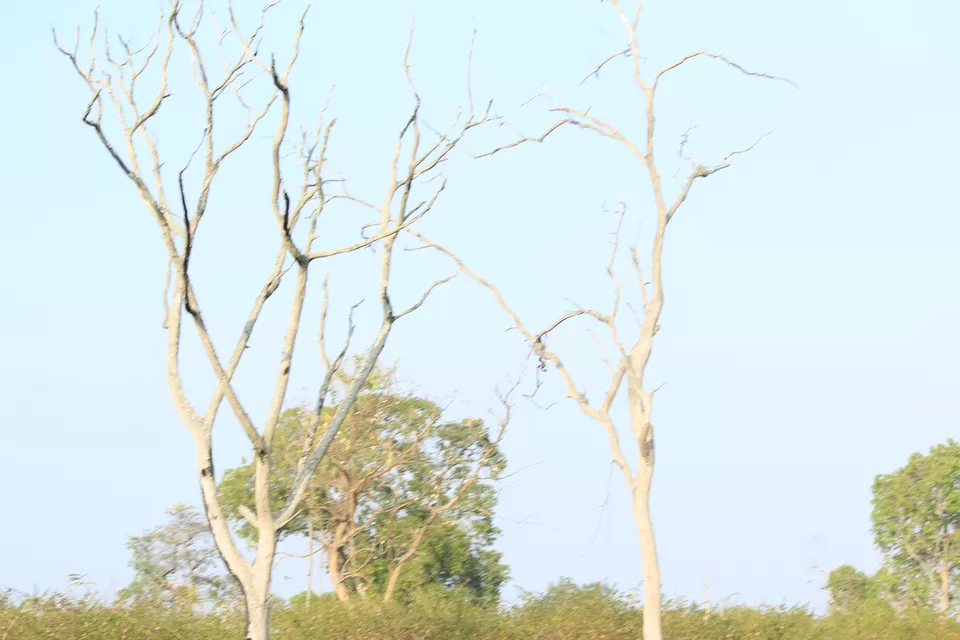 Photo of Bandipur National Park, Bandipur, Karnataka, India by Saurabh Patni