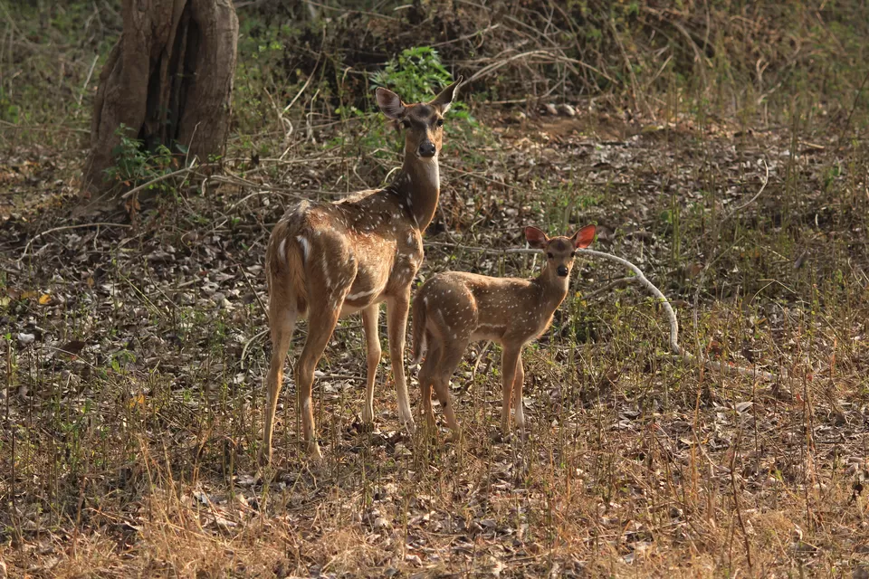 Photo of Bandipur National Park, Bandipur, Karnataka, India by Saurabh Patni