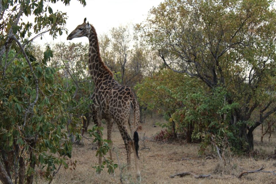 Photo of An animal lover's paradise – South Africa 4/16 by akshay navin