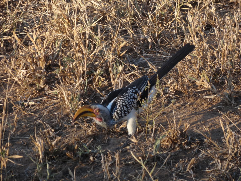 Photo of An animal lover's paradise – South Africa 11/16 by akshay navin