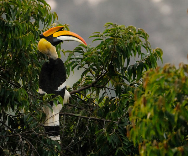 Photo of Nokrek National Park- Biosphere Reserve in Meghalaya by Ginny Bansal