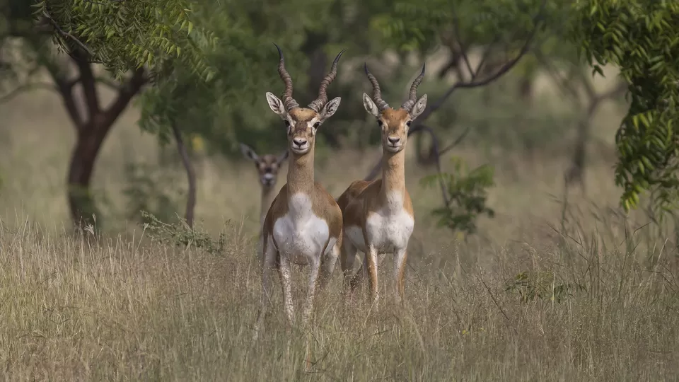 Photo of Rehekuri Blackbuck Sanctuary, Bargewadi, Maharashtra, India by Ginny Bansal