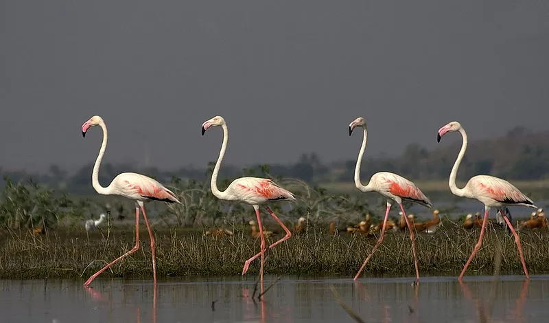 Photo of Bhigwan Bird Sanctuary, Unnamed Road, Takrarwadi, Maharashtra, India by Ginny Bansal