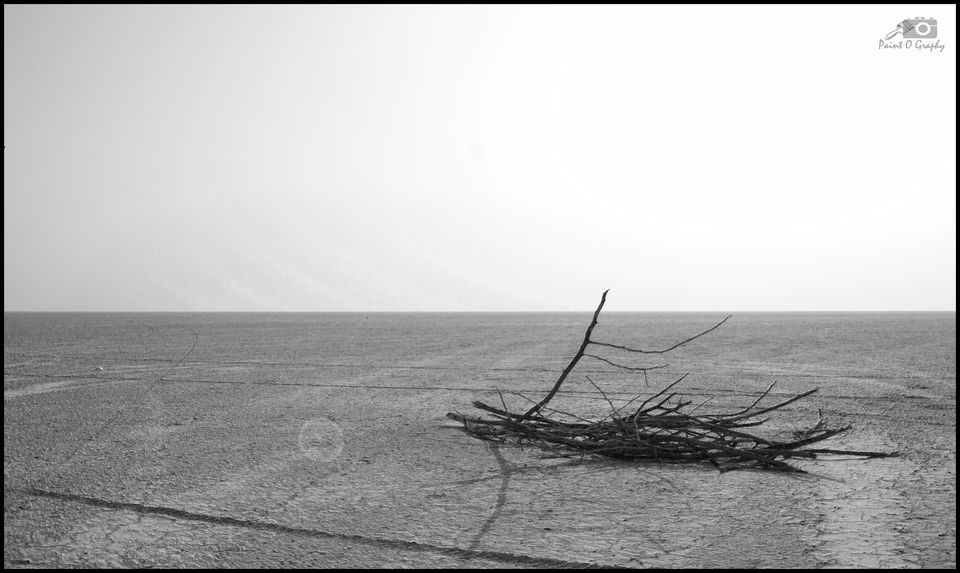 Photo of Ride to the Dry Sea - Sambhar Lake 6/8 by Paramjeet Singh