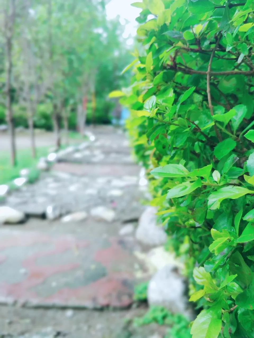 Photo of Deer View Resort, Ramnagar, Uttarakhand, India by Kapil Bhardwaj