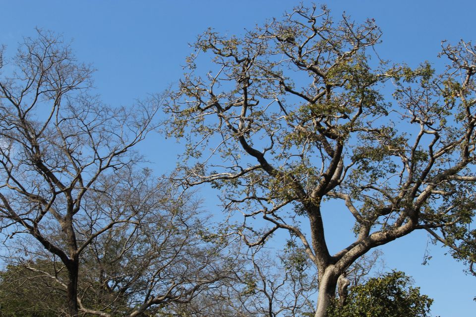 Photo of Jhirna Forest Rest House, Sona Nadi Range, Uttarakhand, India by Kapil Bhardwaj