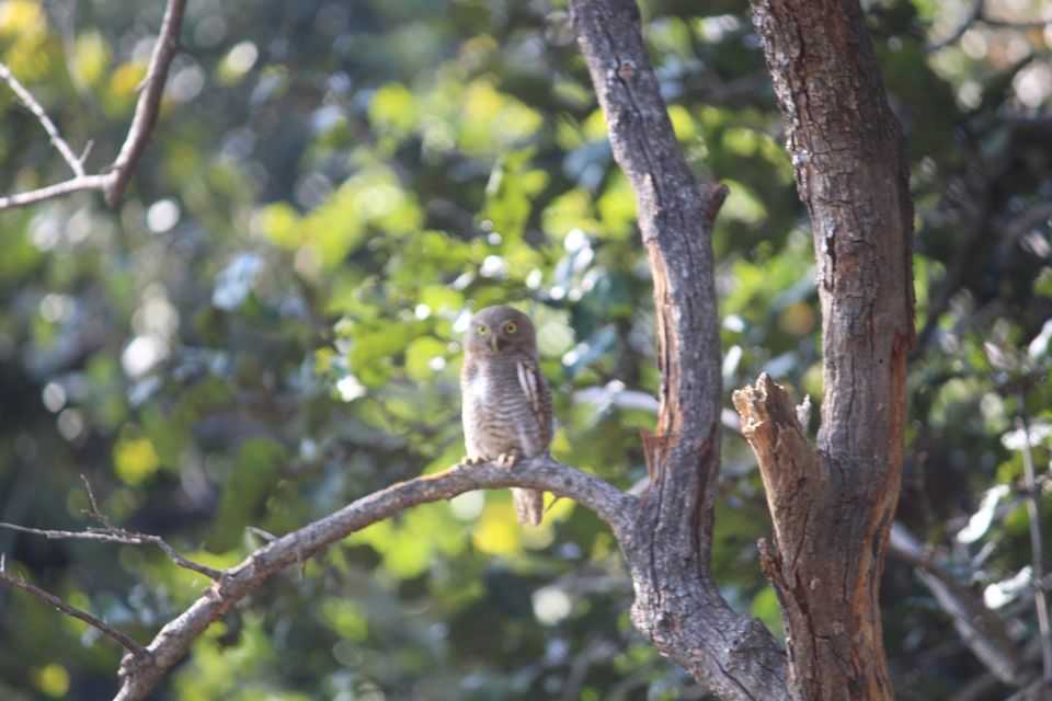 Photo of Jhirna Forest Rest House, Sona Nadi Range, Uttarakhand, India by Kapil Bhardwaj