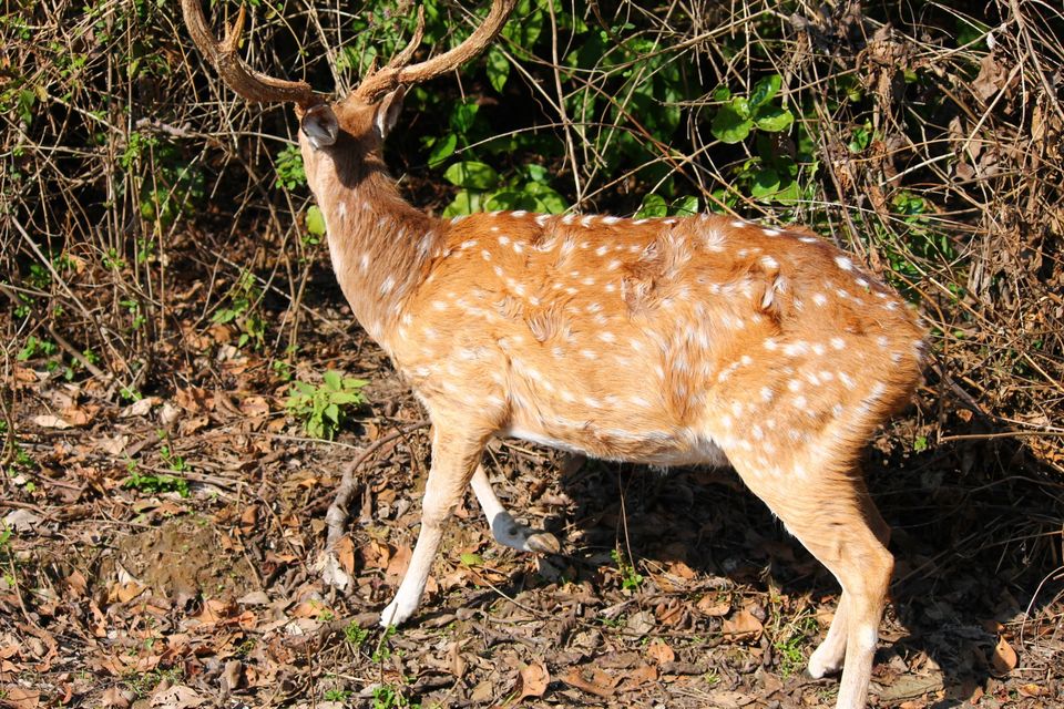 Photo of Jhirna Forest Rest House, Sona Nadi Range, Uttarakhand, India by Kapil Bhardwaj