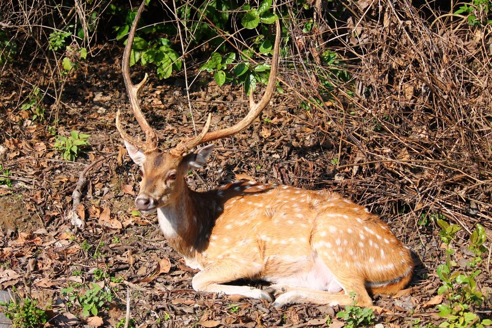 Photo of Jhirna Forest Rest House, Sona Nadi Range, Uttarakhand, India by Kapil Bhardwaj